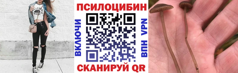 мега tor  продажа наркотиков  Шарья  Галлюциногенные грибы MAGIC MUSHROOMS 